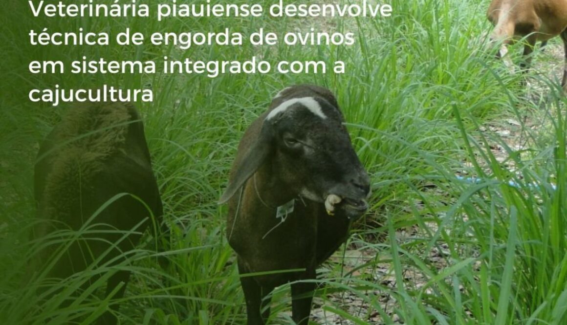 Ovinos e Cajucultura